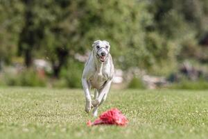 Whippet running in the field on lure coursing competition photo