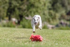 Whippet running in the field on lure coursing competition photo