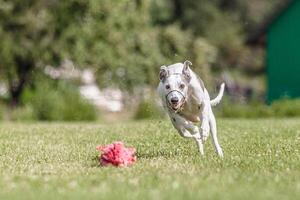 Whippet running in the field on lure coursing competition photo