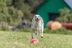 Whippet running in the field on lure coursing competition photo