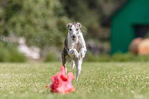 Whippet running in the field on lure coursing competition photo