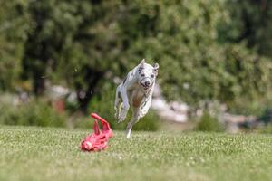 Whippet running in the field on lure coursing competition photo