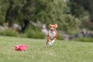 Basenji running in the field on lure coursing competition photo