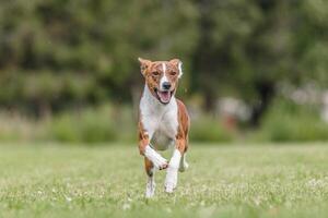 Basenji running in the field on lure coursing competition photo