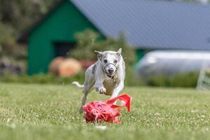 Whippet running in the field on lure coursing competition photo