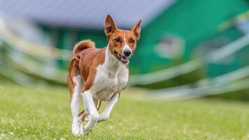Basenji running in the field on lure coursing competition photo