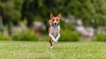 Basenji running in the field on lure coursing competition photo