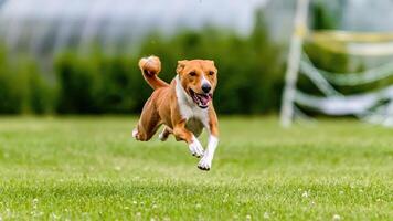 Basenji running in the field on lure coursing competition photo