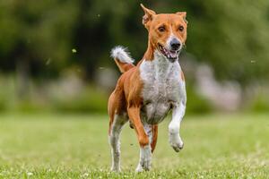 Basenji running in the field on lure coursing competition photo
