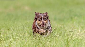 Dog running in the field on lure coursing competition photo