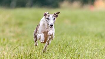 Whippet running in the field on lure coursing competition photo