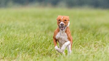 Basenji running in the field on lure coursing competition photo