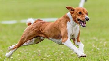 Basenji running in the field on lure coursing competition photo