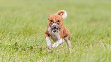 Flying basenji in the field on lure coursing competition photo
