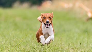 Flying basenji in the field on lure coursing competition photo