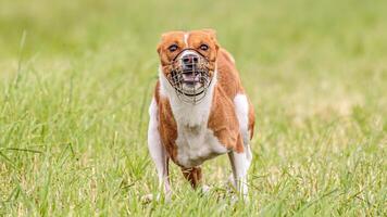 Basenji running in the field on lure coursing competition photo