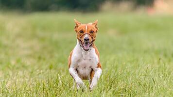 Flying basenji in the field on lure coursing competition photo