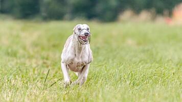 Whippet running in the field on lure coursing competition photo