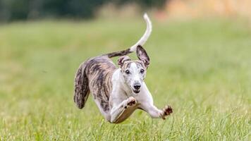 Flying whippet in the field on lure coursing competition photo