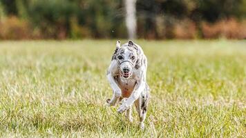 Whippet sprinter running in the field on lure coursing competition photo