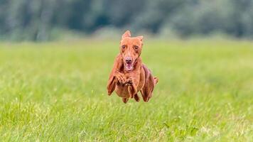 Flying Cirneco dog in the field on lure coursing competition photo