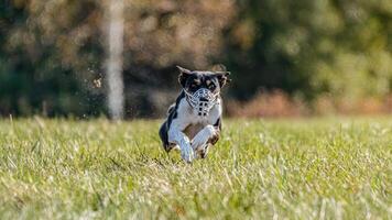 Basenji running in the field on lure coursing competition photo