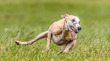 Whippet running in the field on lure coursing competition photo