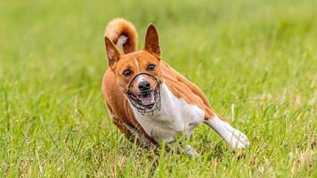 Basenji running in the field on lure coursing competition photo