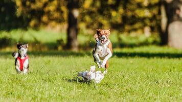 Two basenjis running in the field on lure coursing competition photo