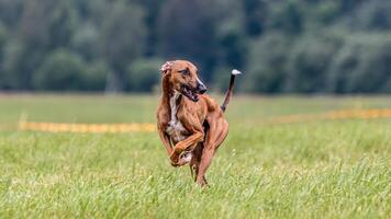 Azawakh running in the field on lure coursing competition photo
