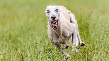 Whippet running in the field on lure coursing competition photo
