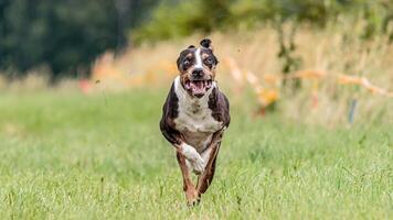 Catahoula dog running in the field on lure coursing competition photo