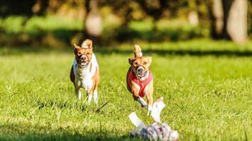 Two basenjis running in the field on lure coursing competition photo