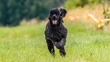 Dog running in the field on lure coursing competition photo