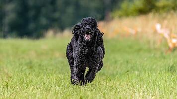 Dog running in the field on lure coursing competition photo