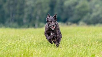 Dog running in the field on lure coursing competition photo