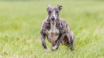 Whippet running in the field on lure coursing competition photo