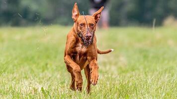 Pharaoh Hound dog running in the field on competition photo