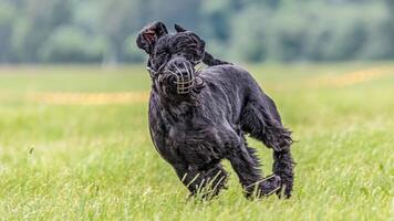Dog running in the field on lure coursing competition photo