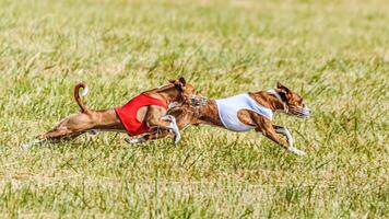 Two basenjis running in the field on lure coursing competition photo