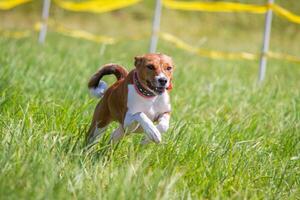 Basenji puppy first time running on dog sport photo