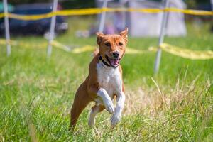 Basenji puppy first time running on dog sport photo