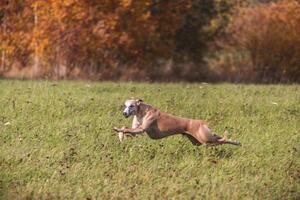 Whippet running in coursing field on lure coursing photo