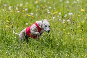 Whippet running in a red jacket coursing field on lure coursing photo