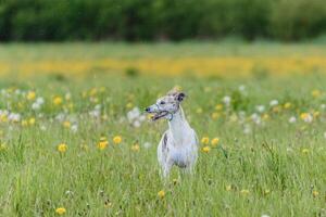 Whippet running in jacket coursing field on lure coursing photo