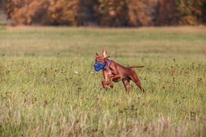 cirneco dell etna running full speed at lure coursing photo
