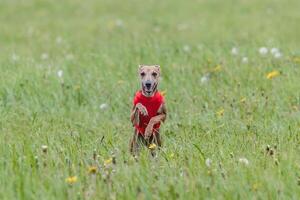 Italian Greyhound running in lure coursing competition photo