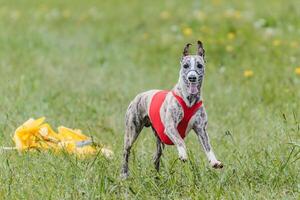 Whippet running in jacket coursing field on lure coursing photo