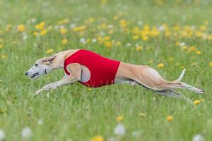 Whippet running in a red jacket coursing field on lure coursing photo