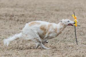 russian borzoi dog running lure coursing competition on field photo